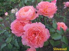 Rose de Gerberoy (Мультифлора)